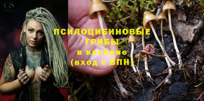 Галлюциногенные грибы Cubensis  Приволжск 